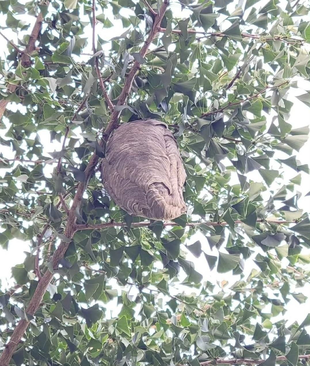 Wasp Nest
